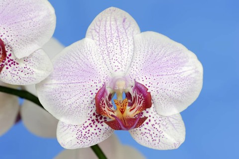Butterfly orchid (Phalaenopsis), flower, houseplant, North Rhine-Westphalia, Germany, Europe