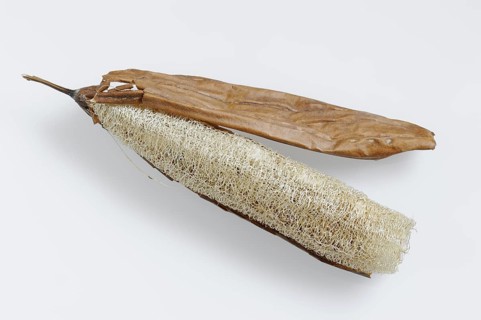 Sponge cucumber (Luffa aegyptiaca, Luffa cylindrica), fibrous interior of the ripe fruit, used as a