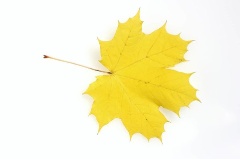 Norway maple or Norway maple (Acer platanoides), leaf in autumn on a white background