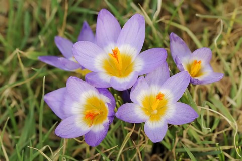 Sieber's crocus or Greek dwarf crocus (Crocus sieberi), North Rhine-Westphalia, Germany, Europe