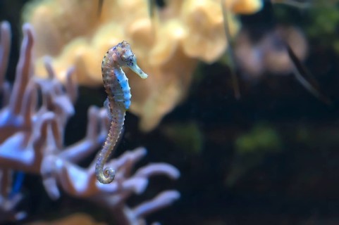 Seahorse (Hippocampus spec.) in the aquarium, zoo, Nuremberg, Middle Franconia, Bavaria, Germany,