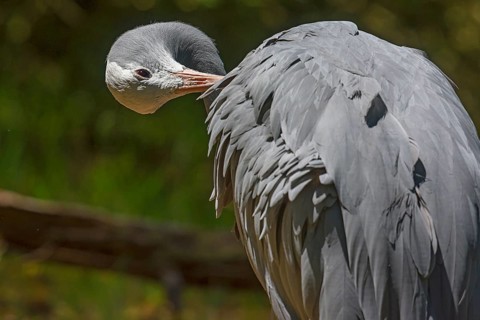 Preening paradise crane (Anthropoides paradisea), Nuremberg Zoo, Middle Franconia, Bavaria,