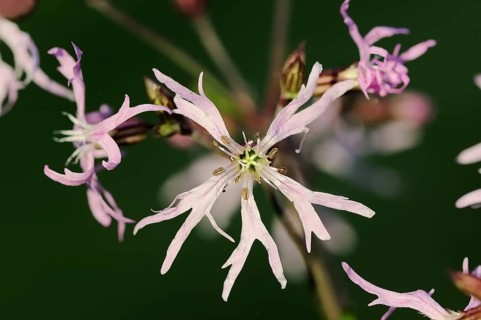 Ragged robin (Lychnis flos-cuculi), flower, North Rhine-Westphalia, Germany, Europe