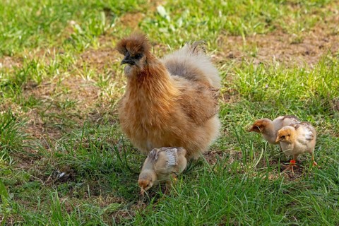Silk hen with Wyandotte chick, hen, Wittorf, Samtgemeinde Bardowick, Lower Saxony, Germany, Europe