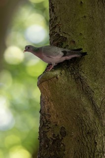 Stock Dove (Columba oenas), Emsland, Lower Saxony, Germany, Europe