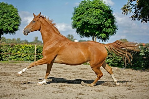 Hanoverian