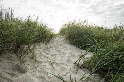 Marram grass (Ammophila arenaria) on dune and beach, Wadden Sea, Schillig, Wangerland, East Frisia,