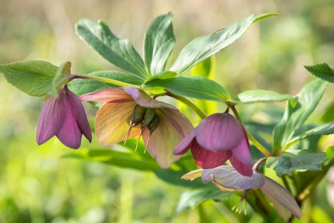 Helleborus flowering, Baden-Wuerttemberg, Germany, Europe