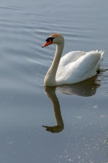 Mute swan (Cygnus olor), mirror image, Boize, Boizenburg, Mecklenburg-Western Pomerania, Germany,