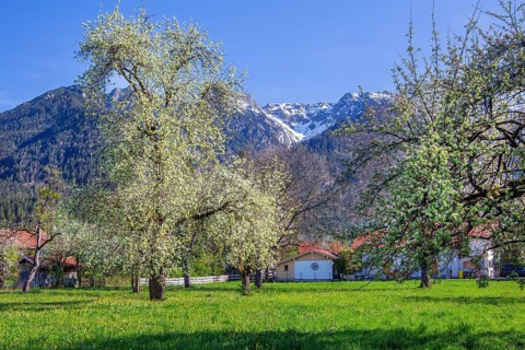Spring meadow with blossoming trees in the village in front of Hohe Kisten 1922m in the