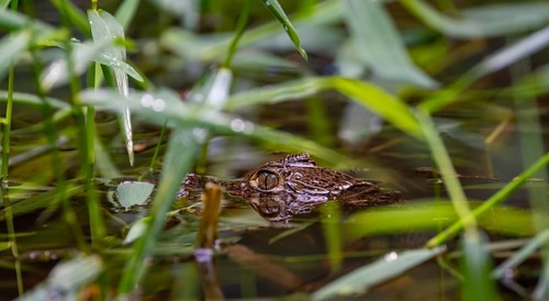 Northern spectacled caiman (Caiman crocodilus) lying in the water, with head above water, juvenile,