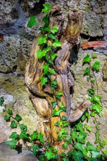 Tree root with common ivy (Hedera helix), Swabia, Bavaria, Germany, Europe