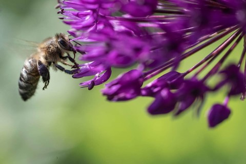 Honey bee (Apis mellifera) on ornamental leek (Allium aflatuense), Emsland, Lower Saxony, Germany,