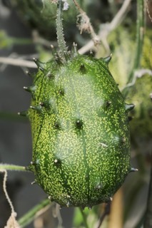 African horned melon (Cucumis metuliferus), fruit