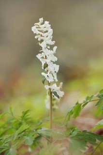 Hollow larkspur (Corydalis cava), white flowering, North Rhine-Westphalia, Germany, Europe