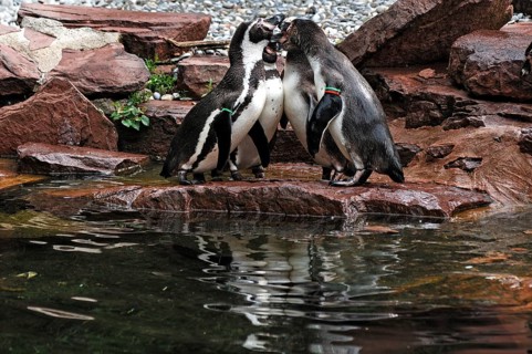 Humboldt Penguins (Spheniscus humboldti) Nuremberg Zoo, Am Tiergarten 30, Nuremberg, Middle