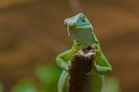 Fiji iguana (Brachylophus fasciatus) in the terrarium, Nuremberg Zoo, Nuremberg, Middle Franconia,