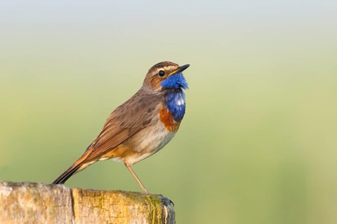 White-starred bluethroat (Luscinia svecica cyanecula), male, sitting on wooden fence post,