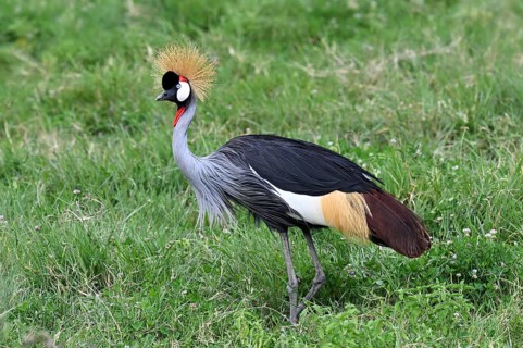 Black crowned crane (Balearica pavonina) Ngorongoro Crater, Ngorongoro Conservation Area, Tanzania,