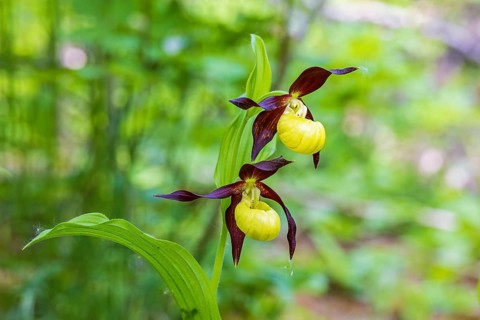 Flowering Lady's-slipper orchid (Cypripedium calceolus) in a forest
