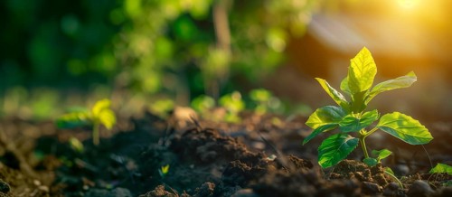 Green, young plants are growing in the soil, AI generated