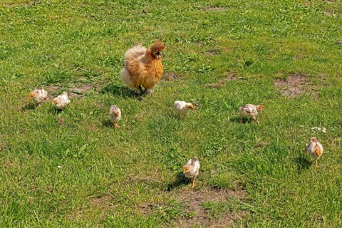 Silk hen with Wyandotte chick, hen, Wittorf, Samtgemeinde Bardowick, Lower Saxony, Germany, Europe