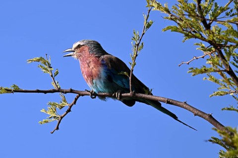 Lilac-breasted Roller (Coracias caudatus), perched on a branch, Serengeti National park, Tanzania,