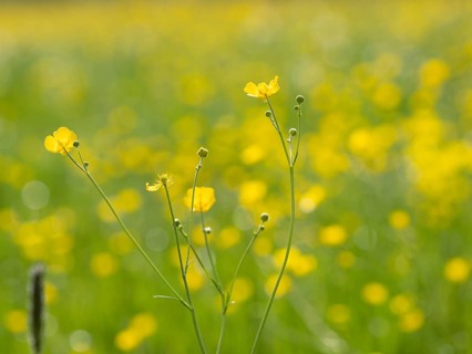 Meadow with tall buttercups (Ranunculus acris), buttercup, common buttercup, near Irdning, Ennstal,