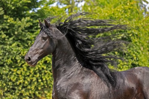 Friesian, Friesian horse, Mane