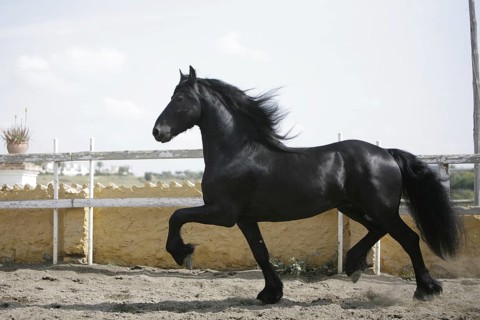 Friesian, Friesian horse