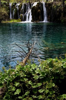 A waterfall falls into a clear, calm pond, surrounded by green plants and a piece of wood on the