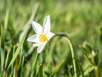 Star narcissus (Narcissus radiiflorus), near Irdning, Ennstal, Styria, Austria, Europe