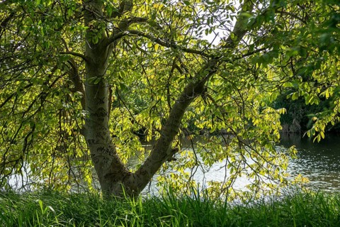 Tree on the bank, Boize, Boizenburg, Mecklenburg-Vorpommern, Germany, Europe