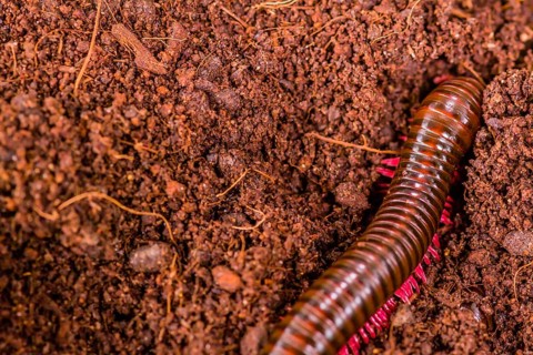 A reddish-brown millipede curls on rich brown soil, in Thailand