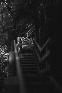 Endless steps. Hike in the forest in New Zealand towards a waterfall. Taken in black and white
