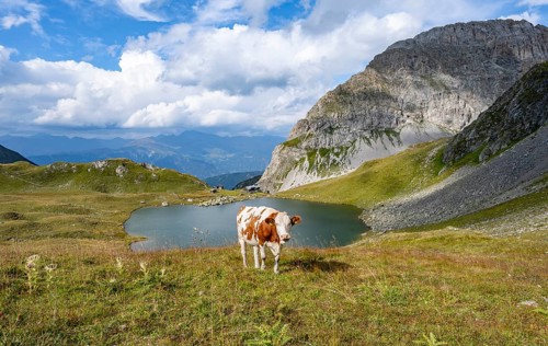 Cow and blooming thistles on a mountain meadow, mountain hut Obstanserseehuette at the mountain