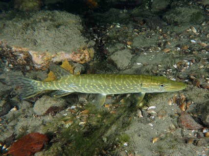A pike (Esox lucius) glides through the clear water above a gravel bed next to green aquatic plants