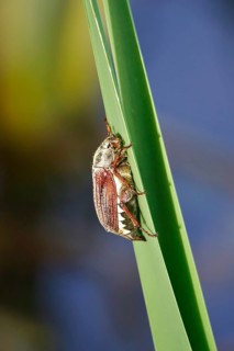 May beetle (Melolontha melolontha), May, Saxony, Germany, Europe