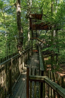 Treetop path, wooden walkway and stairs to viewing platform between beech trees, beech forest,