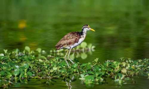 Northern jacana (Jacana spinosa), female standing on floating plants in the water, Tortuguero