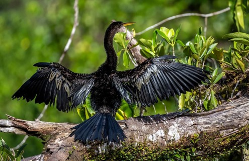Anhinga (Anhinga anhinga) with outstretched wings, sitting on a branch and drying its feathers,