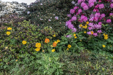 Welsh poppy (Meconopsis cambrica) in front of rhododendron, Emsland, Lower Saxony, Germany, Europe