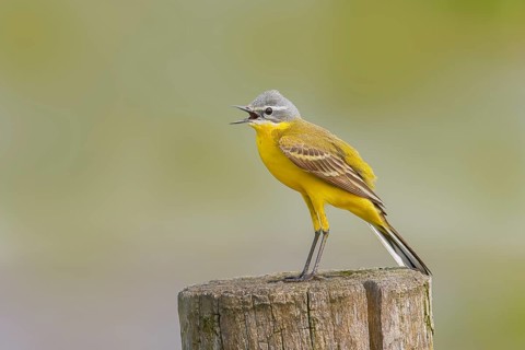 Western yellow wagtail (Motacilla flava) on a perch in Osterfeinermoor, pasture fence, Duemmer,