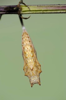 Small tortoiseshell (Nymphalis urticae, Aglais urticae), pupa, North Rhine-Westphalia, Germany,