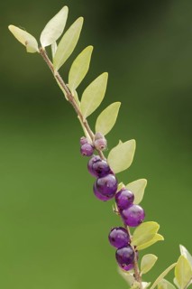 Hedge myrtle 'Maigruen' (Lonicera nitida), twig with fruit, ornamental plant, North
