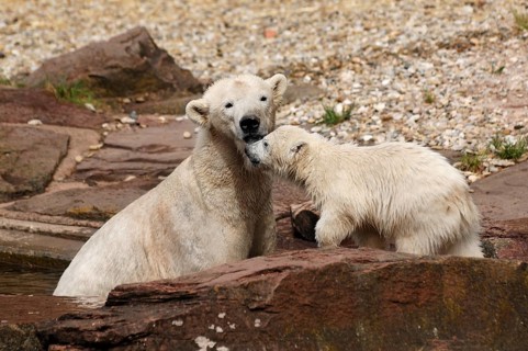 Polar bear mother with young polar bears (Ursus maritimus) . Nuremberg Zoo, Am Tiergarten 30,