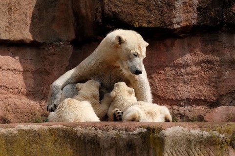 Polar bear mother suckling her two young polar bears, Ursus maritimus, Nuremberg Zoo, Am Tiergarten