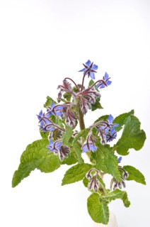 Borage on a white background