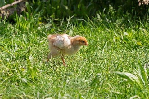 Wyandotte chicks, Wittorf, Samtgemeinde Bardowick, Lower Saxony, Germany, Europe