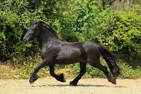 Fell pony, black pony, pony